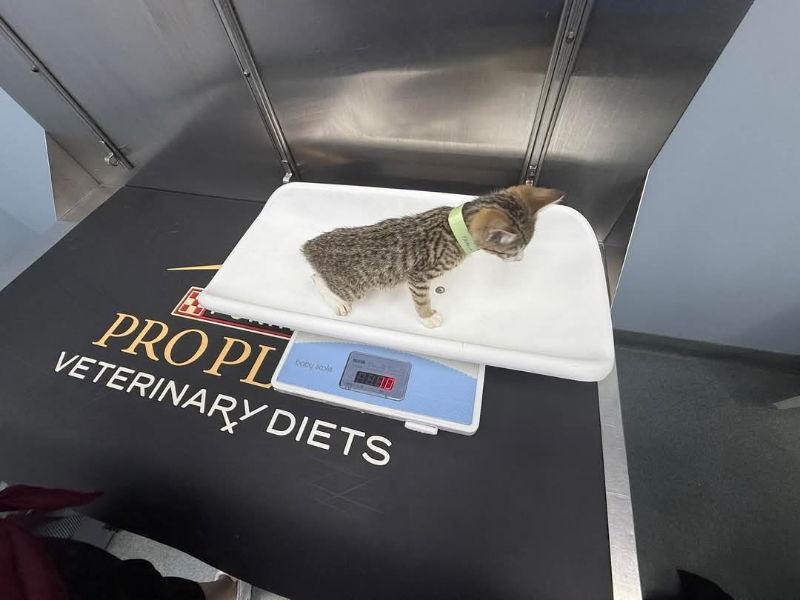 Krackle, a Adoptable Domestic Short Hair in Delran, NJ image 2/2