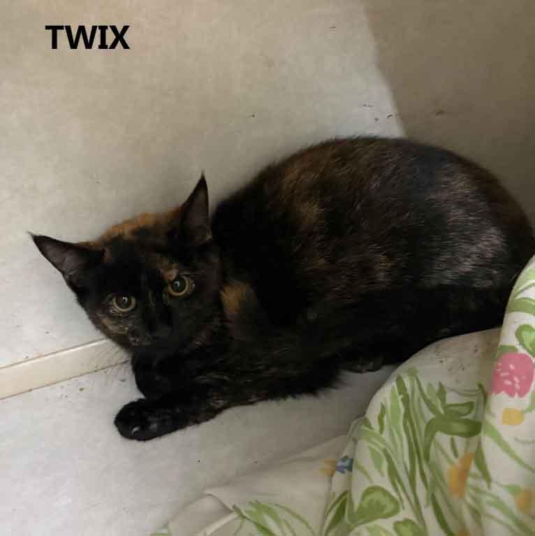 Twix, ADOPTABLE, Adult Female Domestic Short Hair.