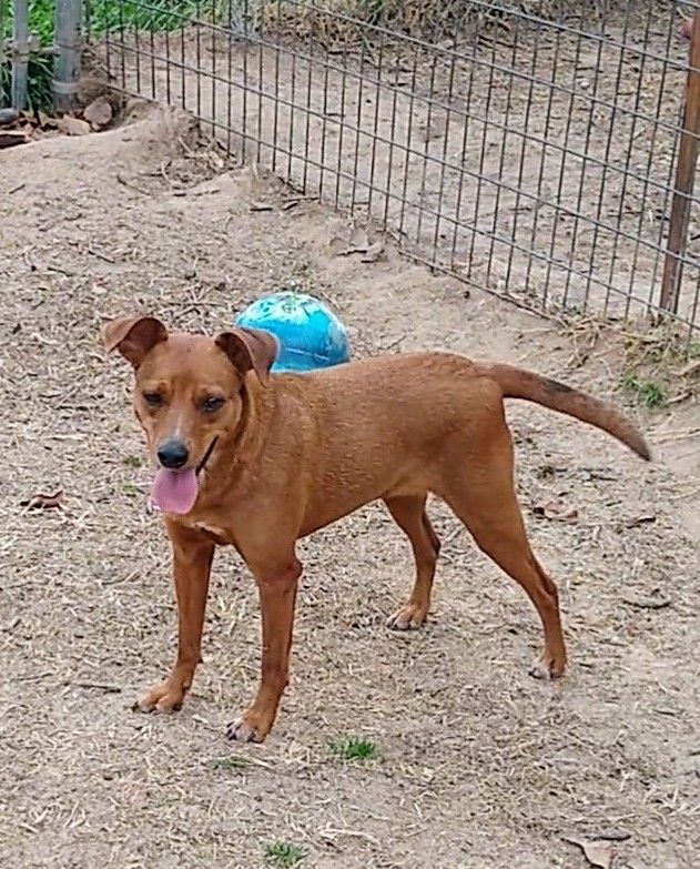 Enlarge Marcie, a Adoptable mixed breed in Mineola, TX image 1/1