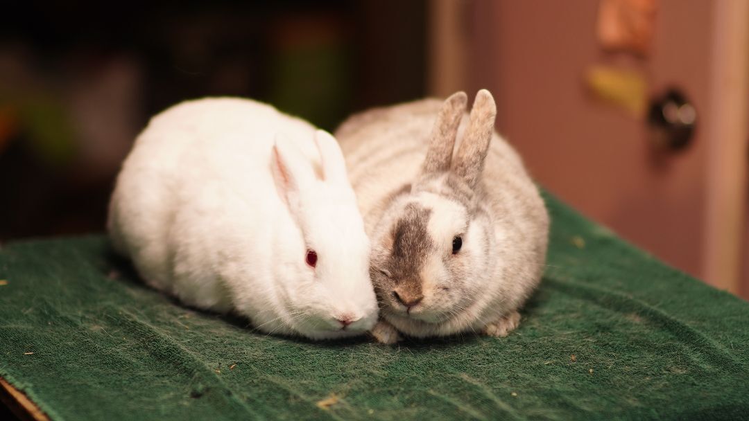 Sticker and Mooney, a Adoptable mixed breed in Vancouver, BC image 1/2