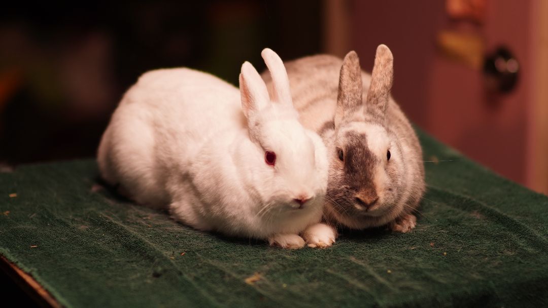 Sticker and Mooney, a Adoptable mixed breed in Vancouver, BC image 2/2