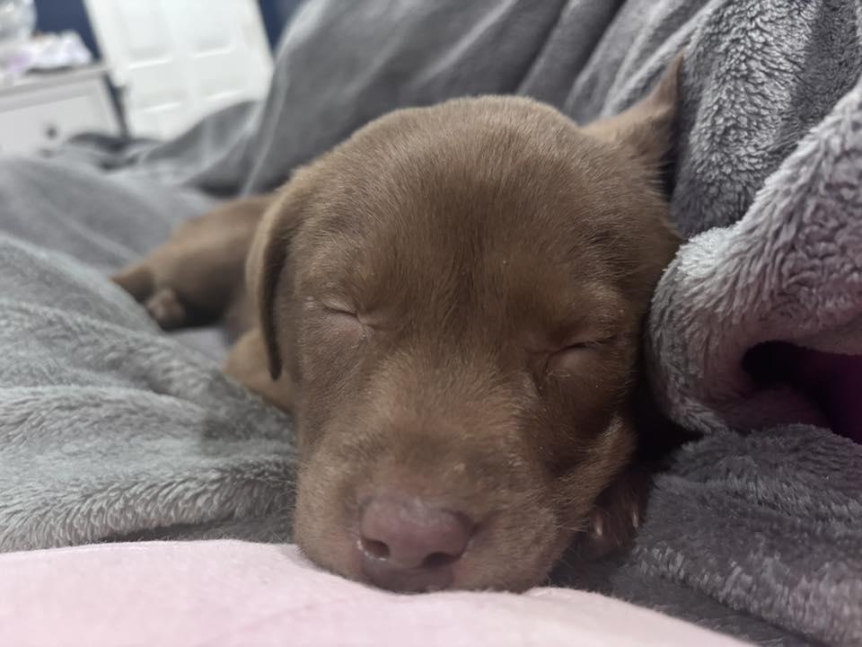 Enlarge Arlo, an adopted mixed breed in Manhattan, KS image 5/6