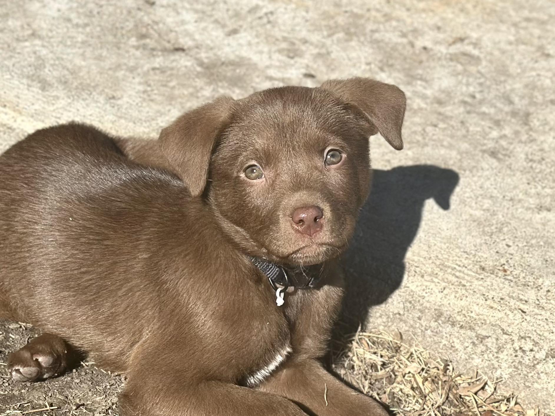 Arlo, adopted, Puppy Male Australian Cattle Dog / Blue Heeler.