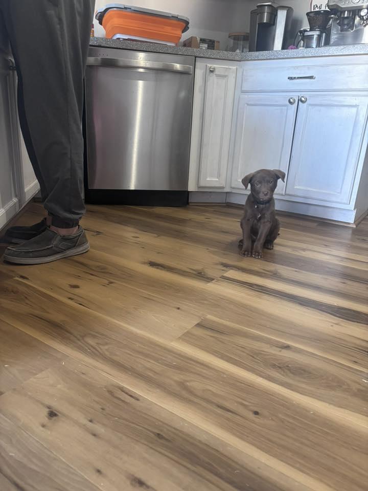 Enlarge Arlo, an adopted mixed breed in Manhattan, KS image 6/6