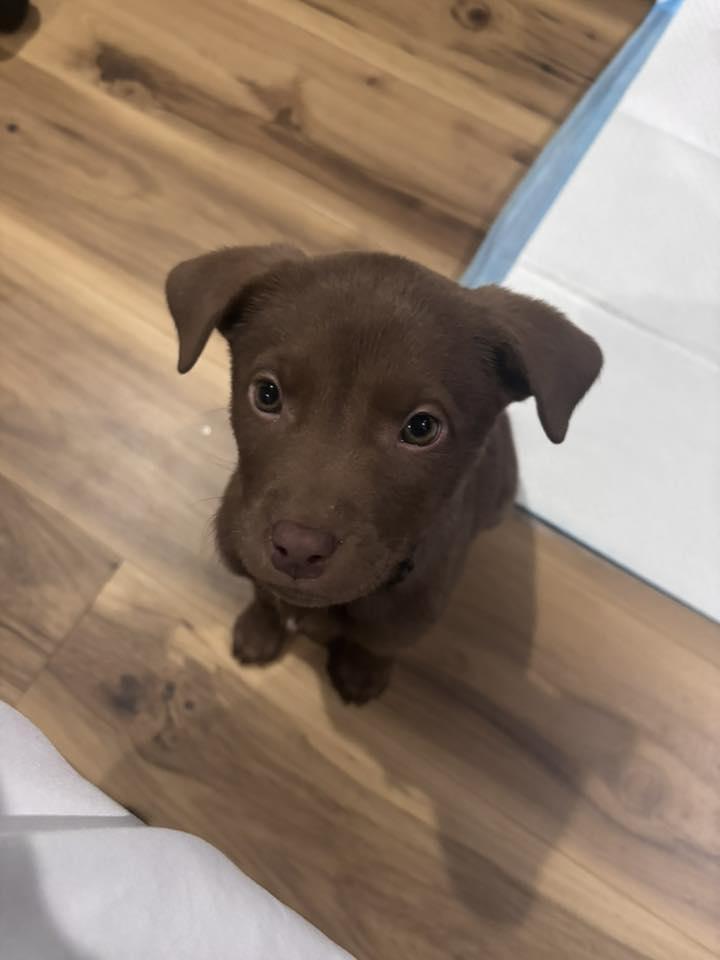 Enlarge Arlo, an adopted mixed breed in Manhattan, KS image 3/6