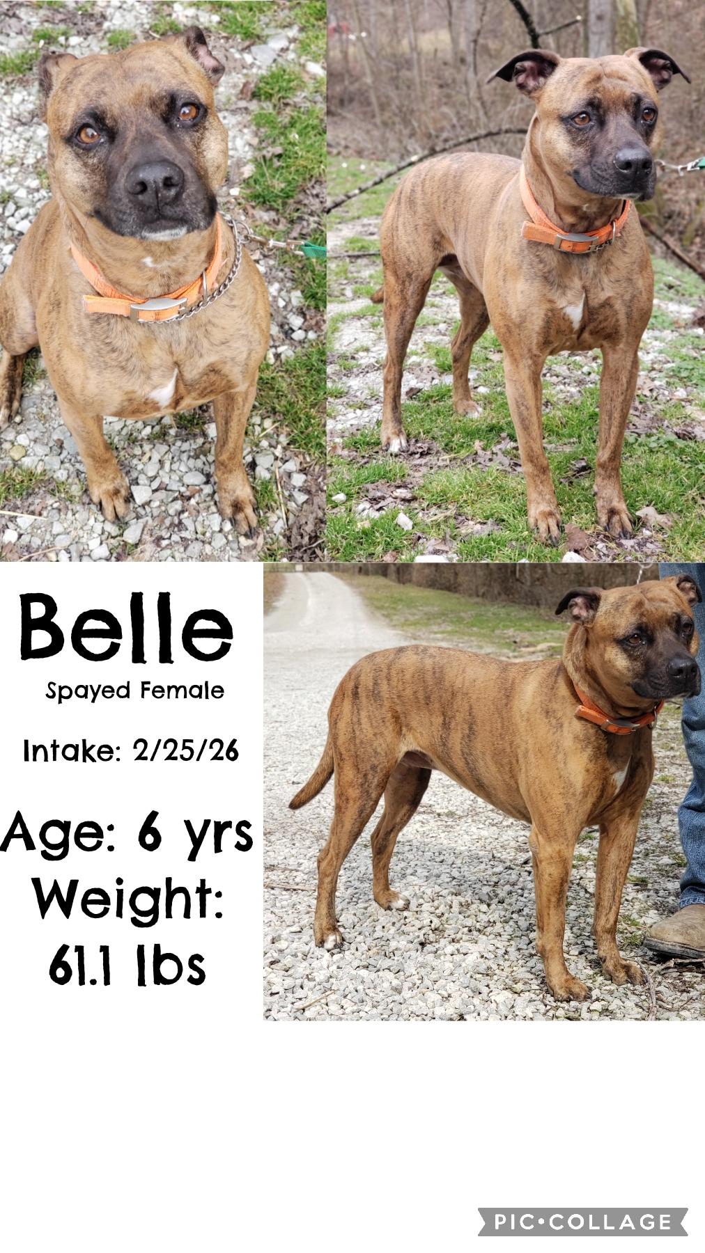 Belle, ADOPTABLE, Adult Female Boxer.
