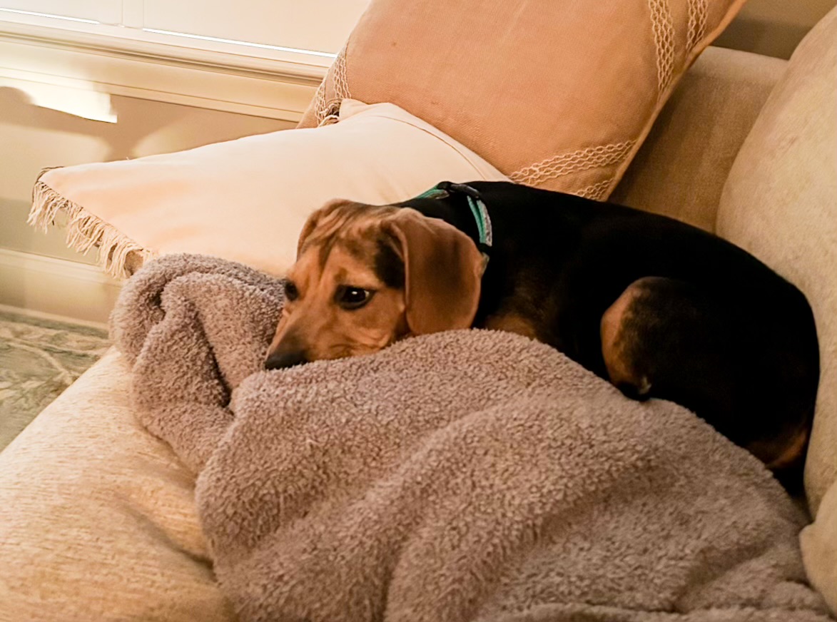 Enlarge Sidda the Sweet, a Adopted Beagle in Holly Springs, MS image 2/4