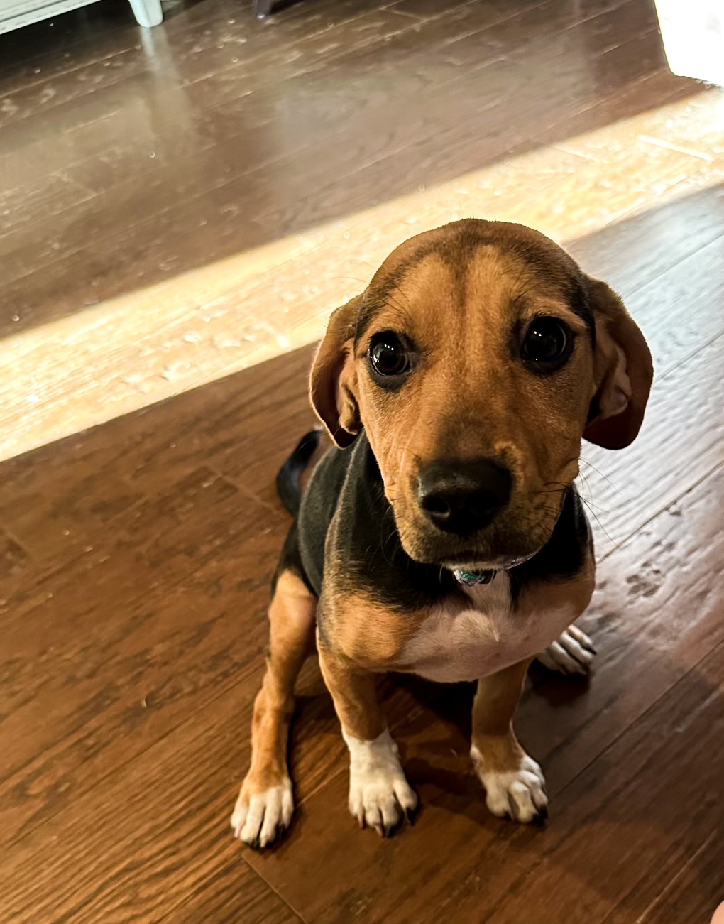 Enlarge Sidda the Sweet, a Adopted Beagle in Holly Springs, MS image 4/4