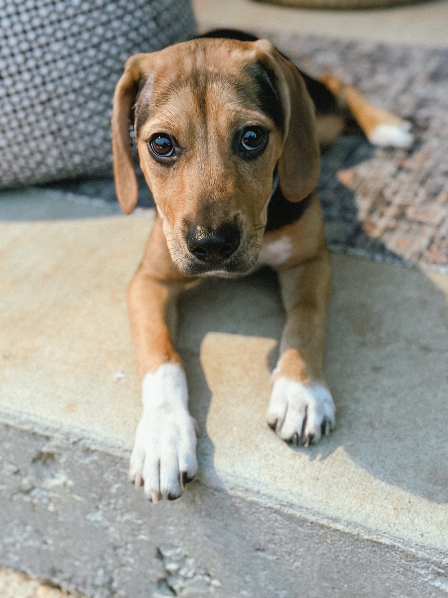Sidda the Sweet, Adopted, Puppy Female Beagle.