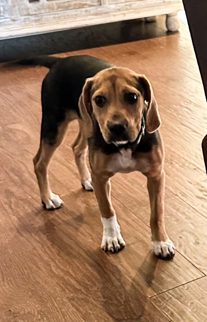 Enlarge Sidda the Sweet, a Adopted Beagle in Holly Springs, MS image 3/4