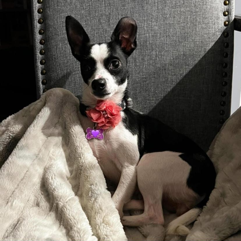 Lucy, an adopted mixed breed in Philadelphia, PA image 1/2