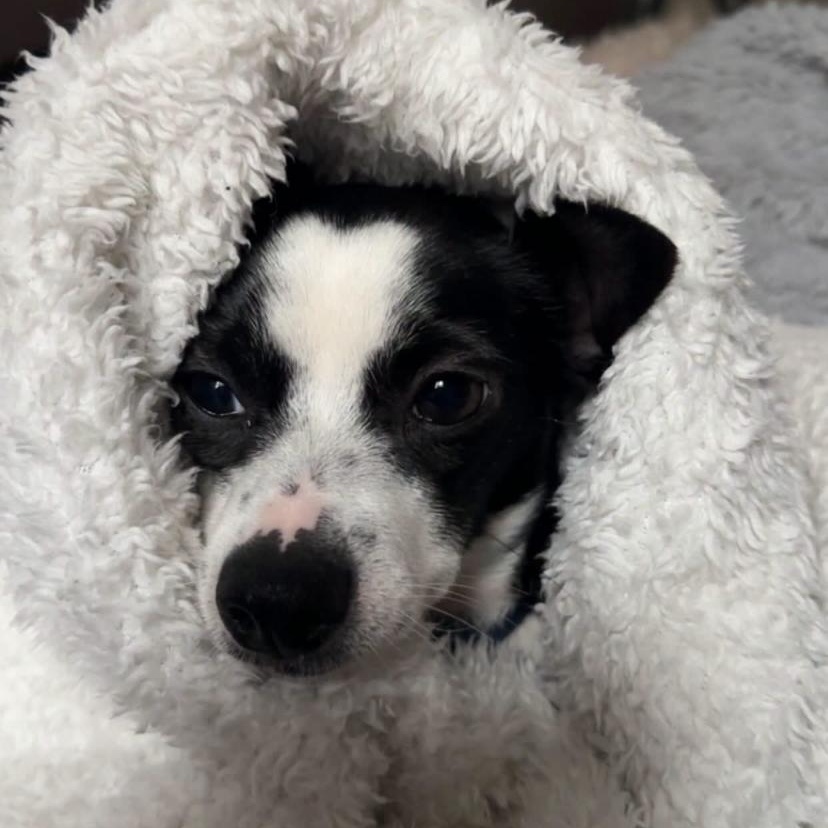 Enlarge Lucy, an adoptable mixed breed in Philadelphia, PA image 5/6