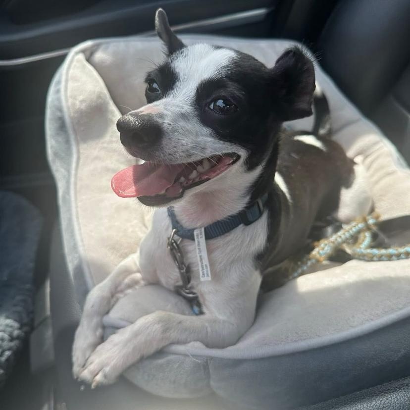 Enlarge Lucy, an adoptable mixed breed in Philadelphia, PA image 2/6