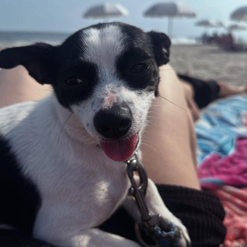 Lucy, adoptable, Young Female Chihuahua & Terrier.