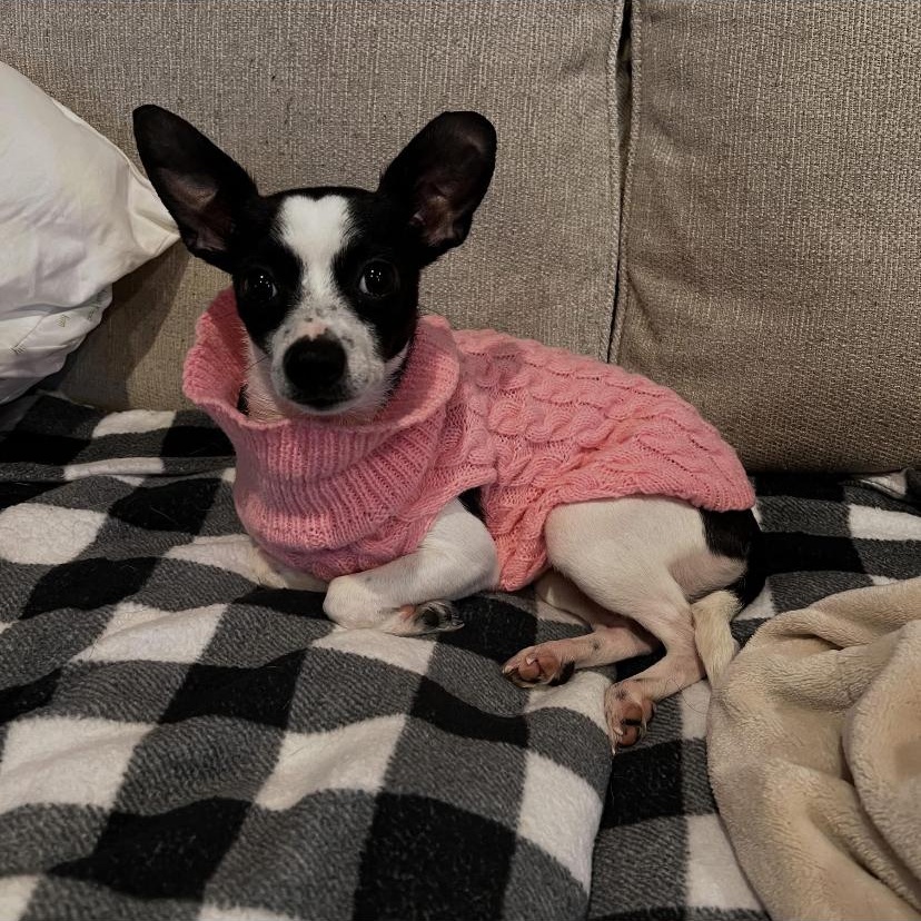 Lucy, an adopted mixed breed in Philadelphia, PA image 2/2