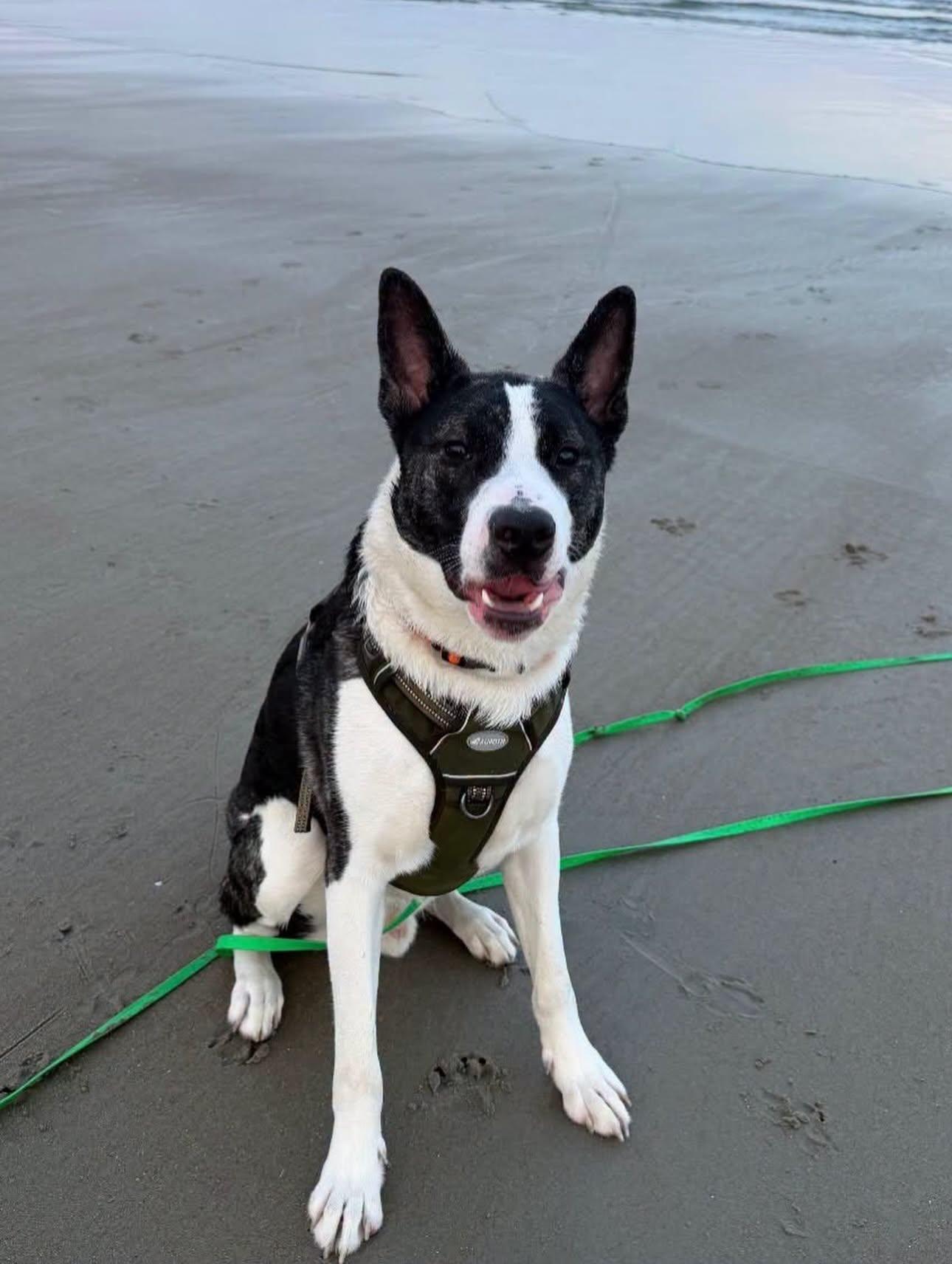 Knox, a ADOPTABLE mixed breed in Salem, NH image 3/5