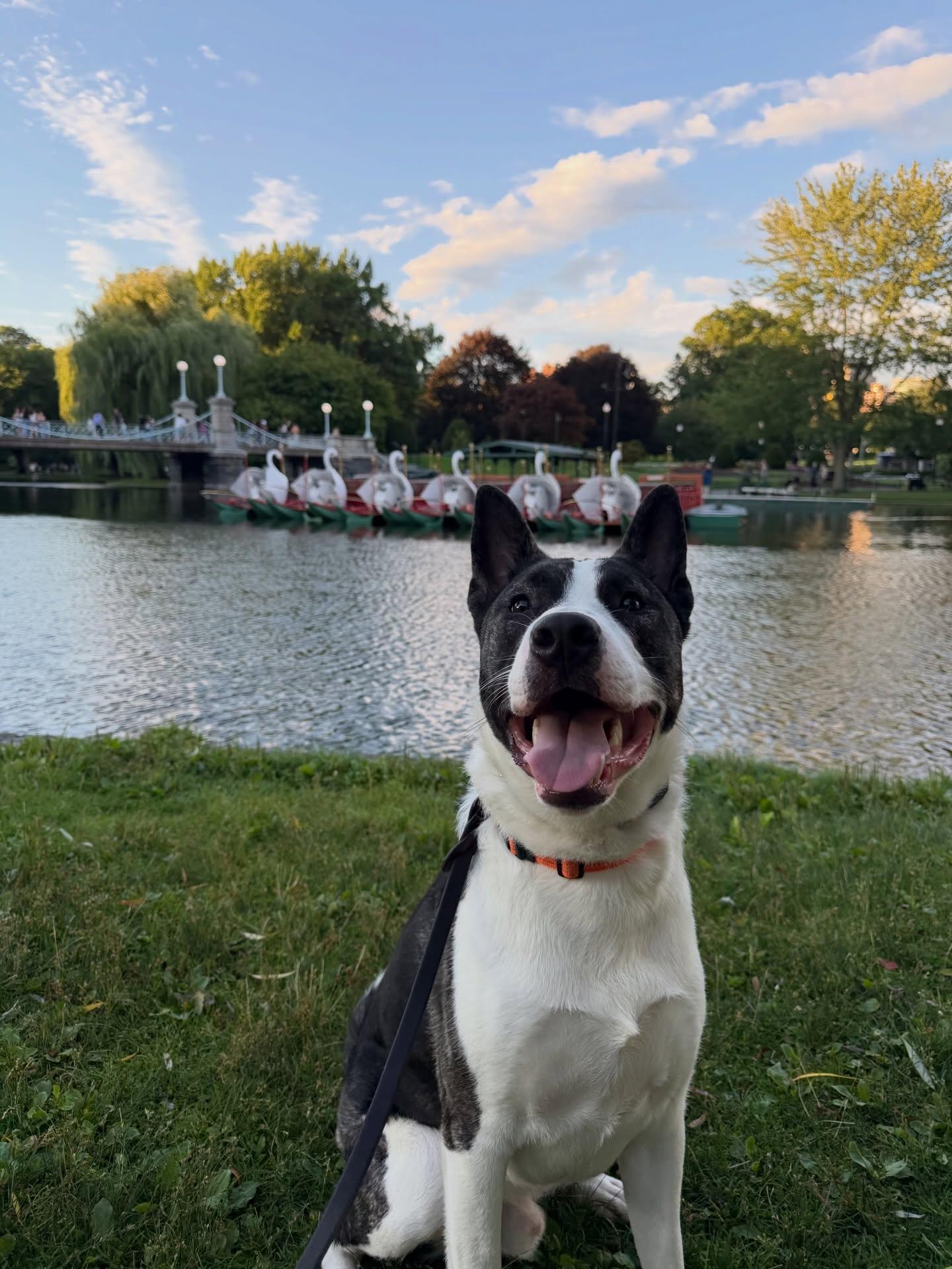 Knox, a ADOPTABLE mixed breed in Salem, NH image 5/5
