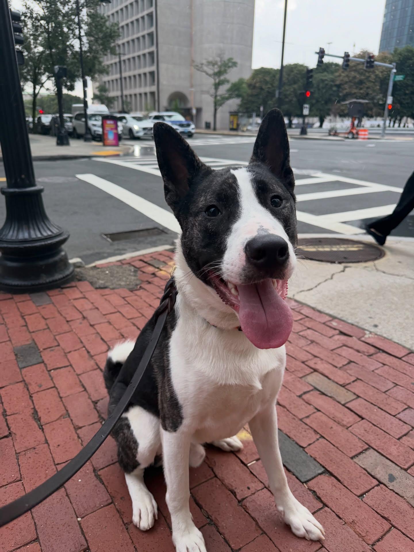 Knox, ADOPTABLE, Young Male Pit Bull Terrier.