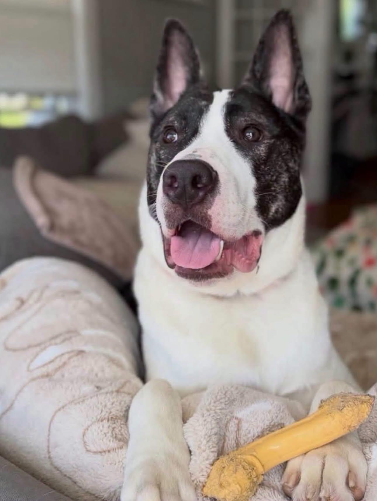 Knox, a ADOPTABLE mixed breed in Salem, NH image 4/5