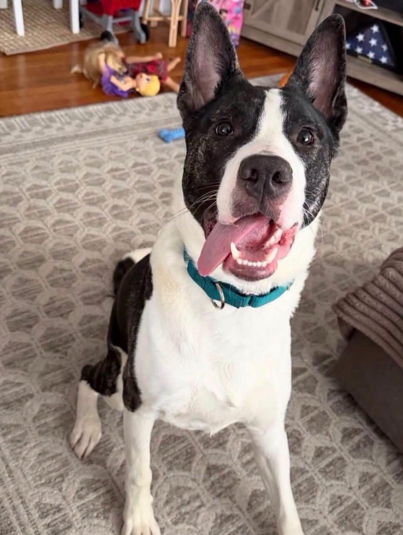 Knox, a ADOPTABLE mixed breed in Salem, NH image 2/5