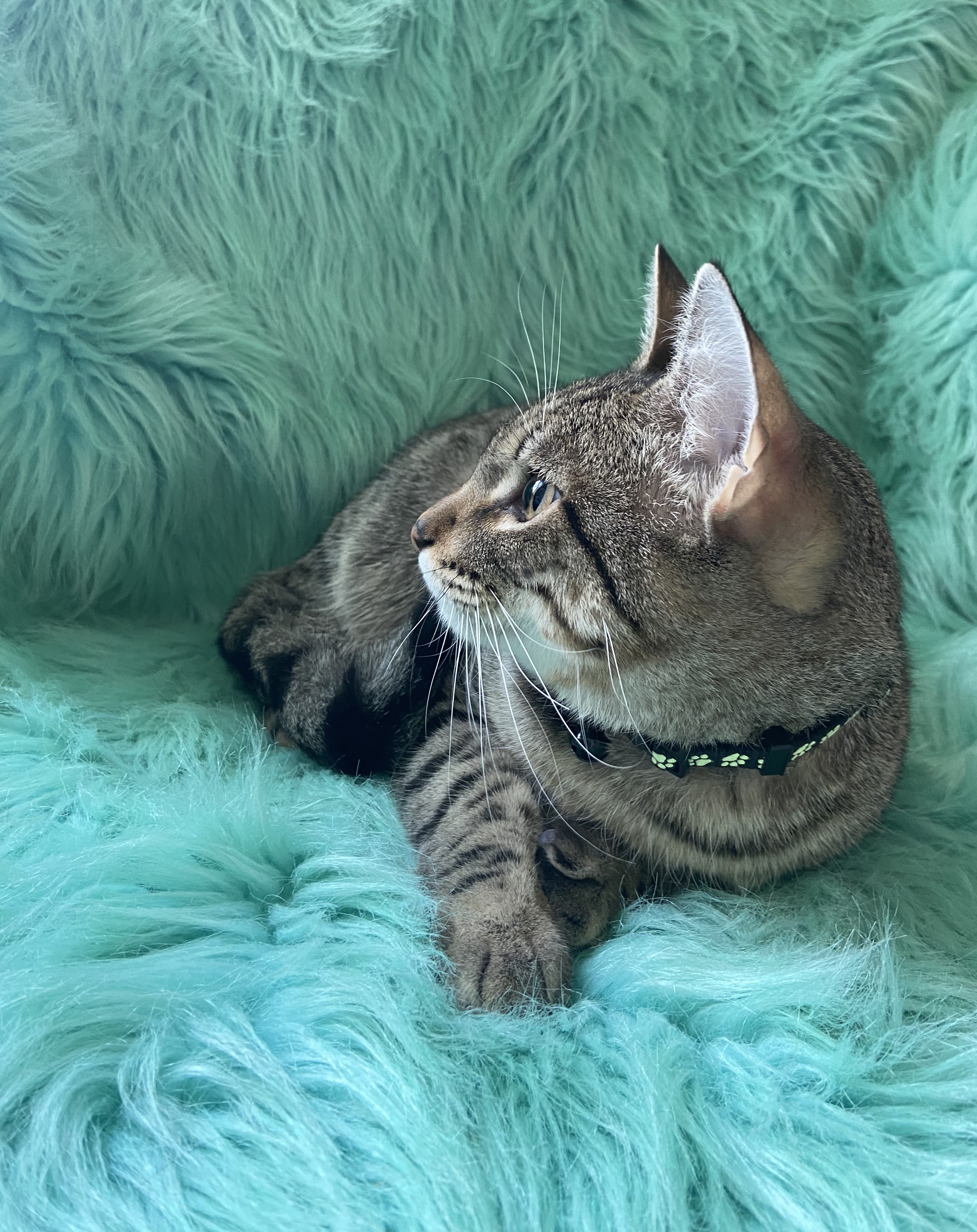 Francisco