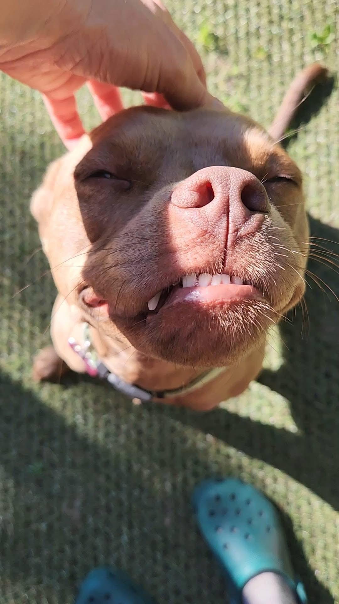Enlarge Sapphire, a ADOPTABLE mixed breed in Grand Haven, MI image 3/5