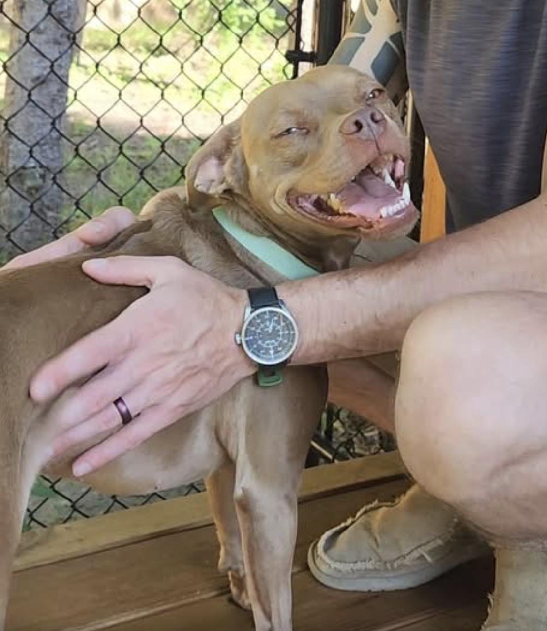 Enlarge Sapphire, a ADOPTABLE mixed breed in Grand Haven, MI image 1/5