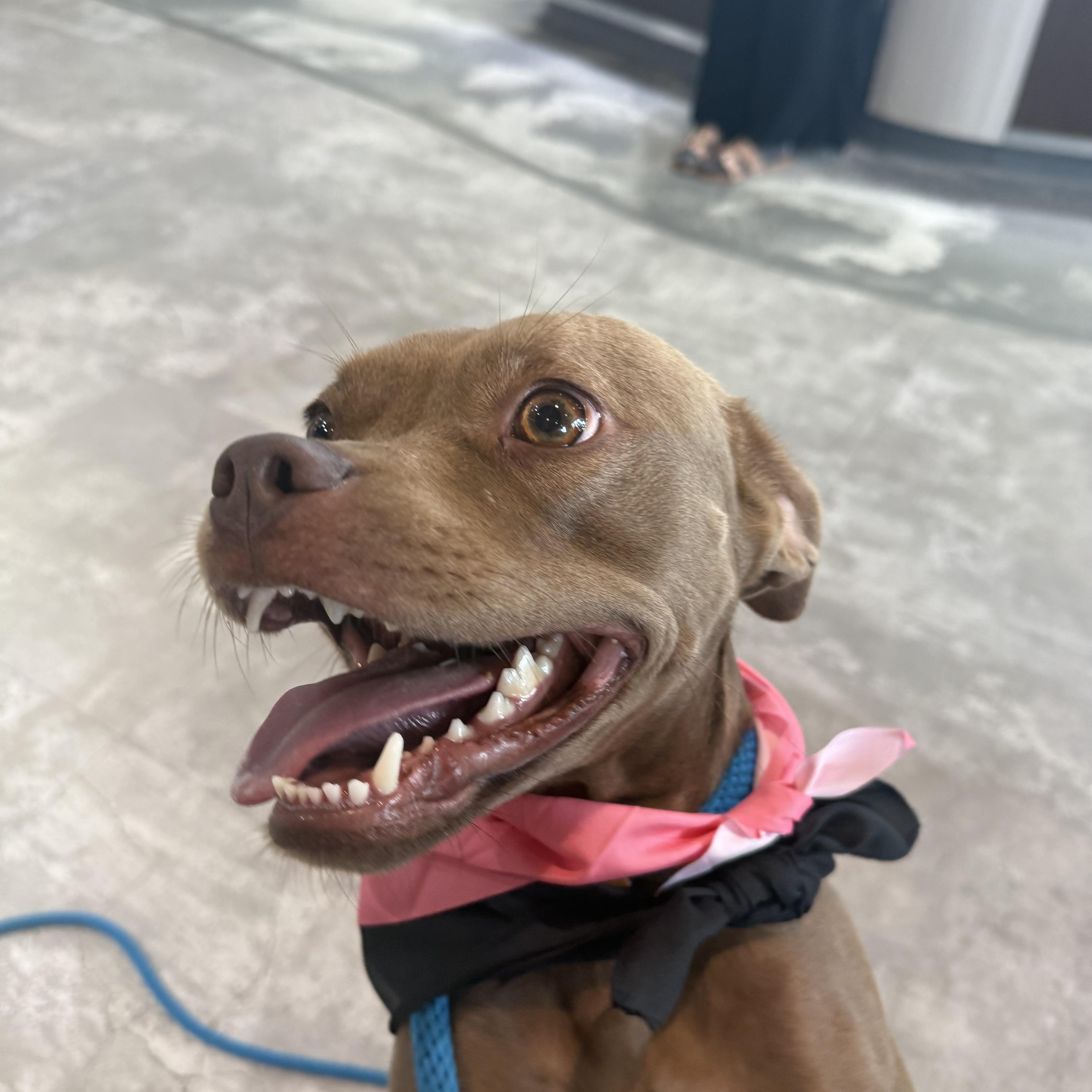 Enlarge Sapphire, a ADOPTABLE mixed breed in Grand Haven, MI image 2/5