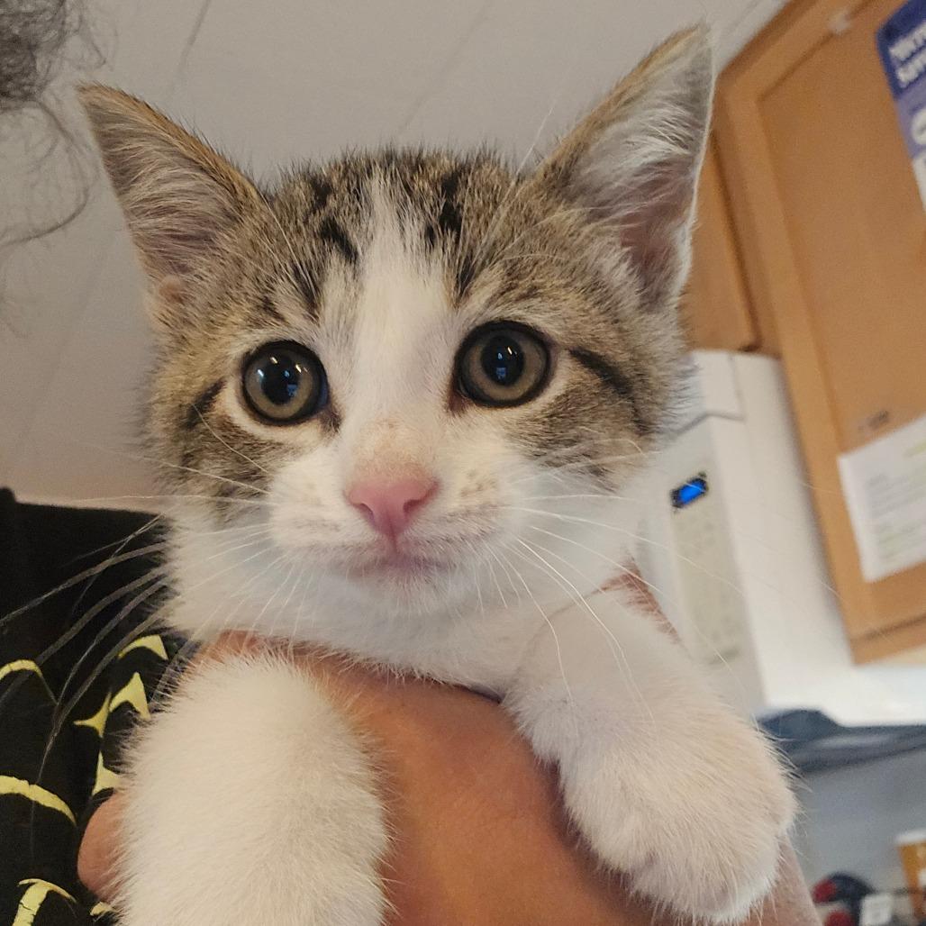 Rosie, Adoptable, Kitten Female Domestic Short Hair.