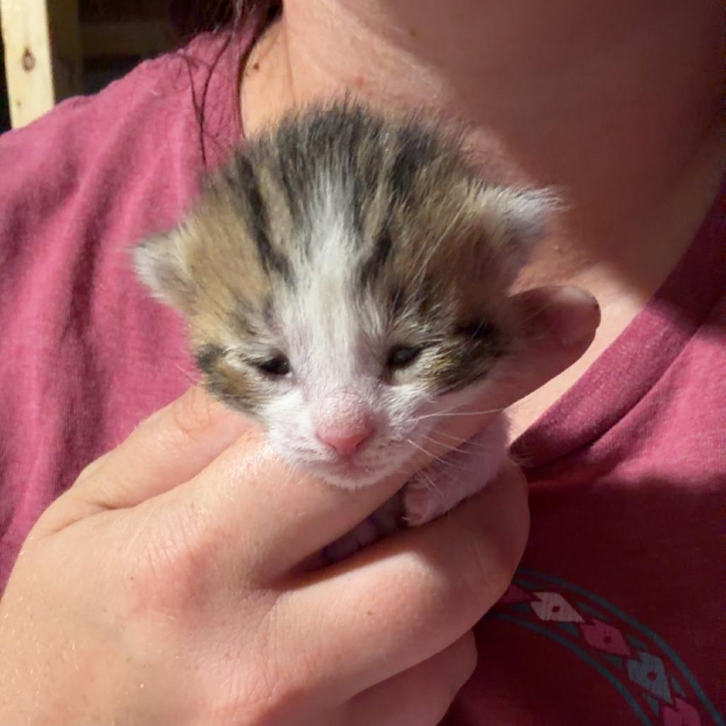 Enlarge Rosie, a Adoptable Domestic Short Hair in Hanna City, IL image 2/2