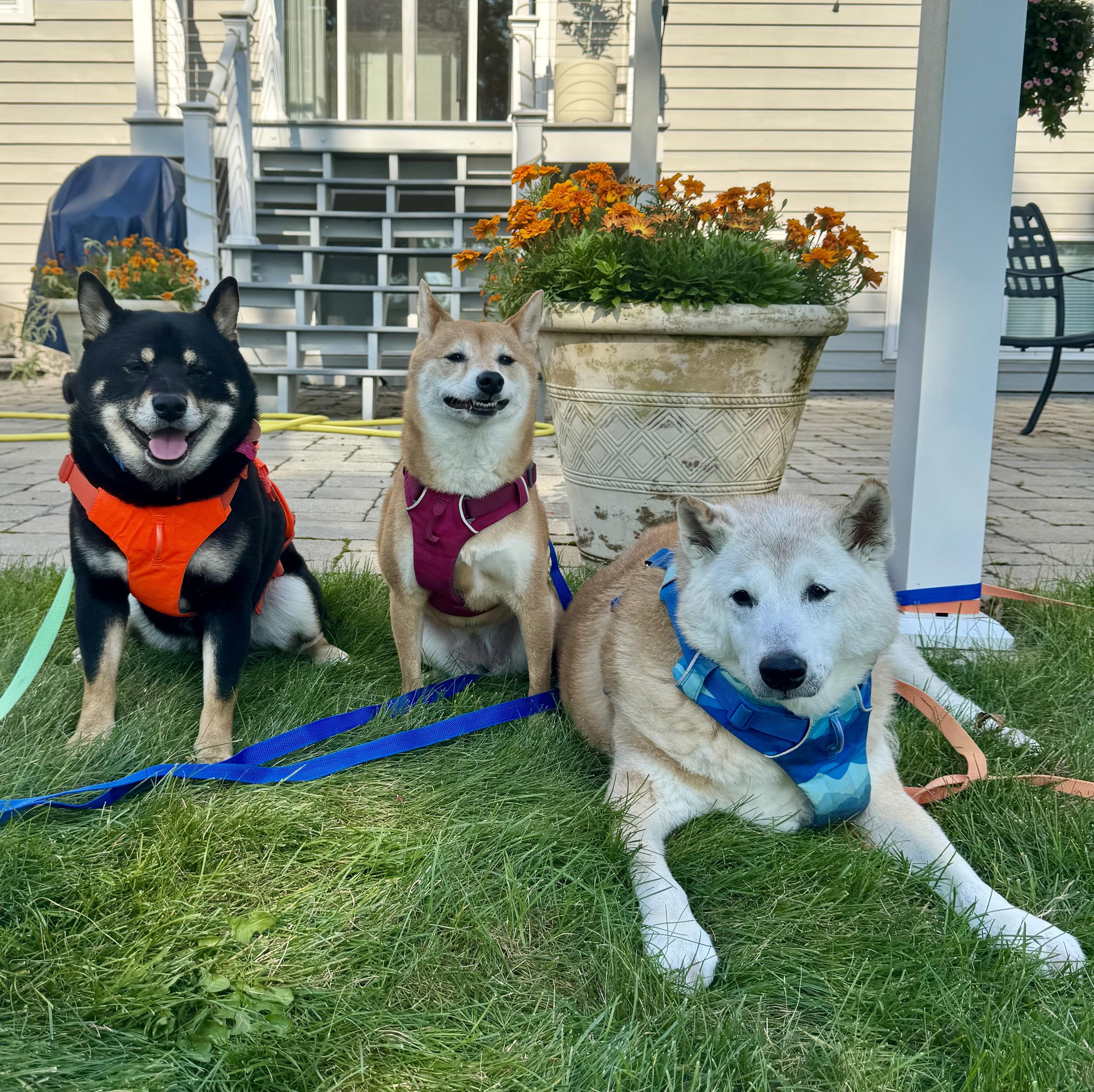 Enlarge Harley, a Adoptable Shiba Inu in Chicago, IL image 5/6