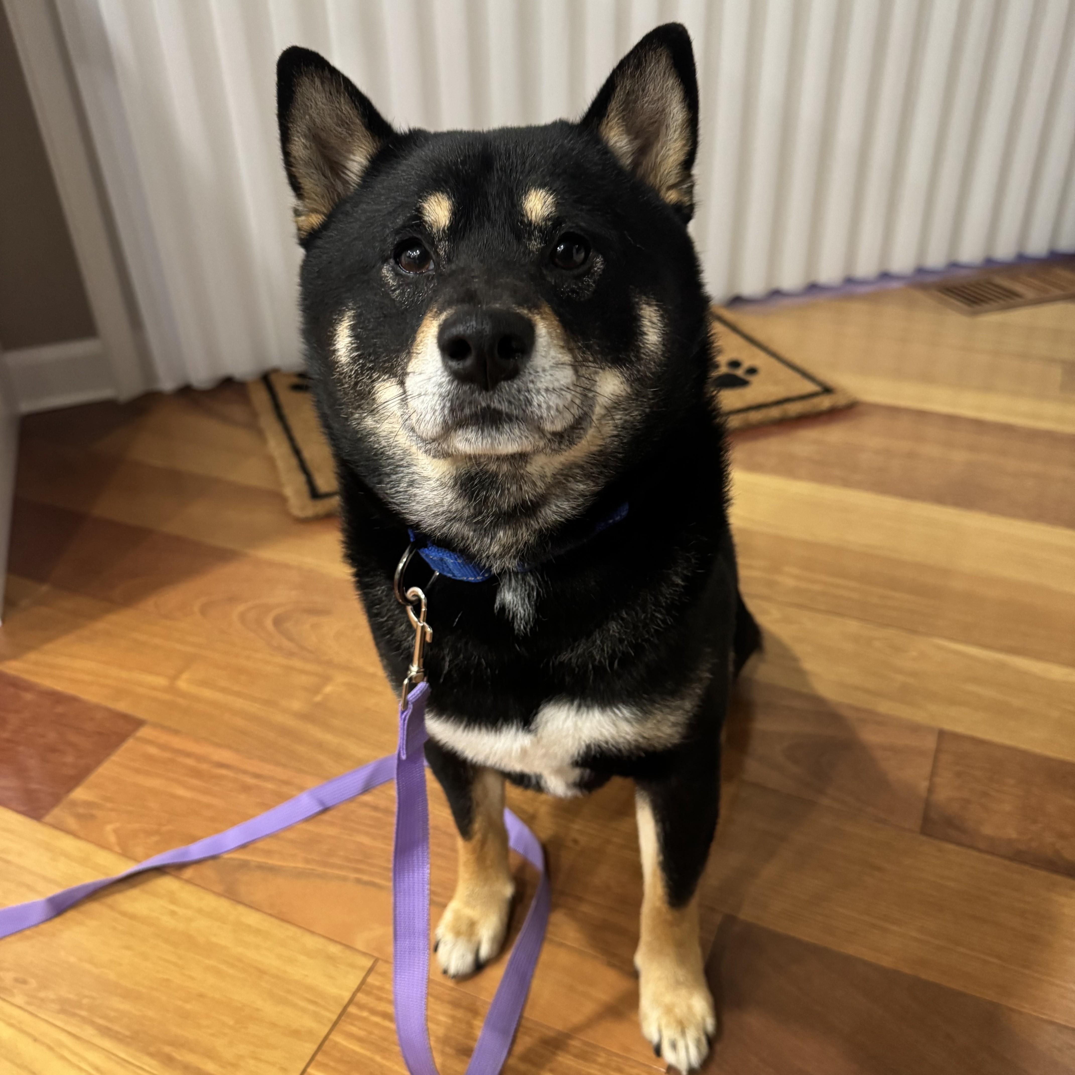 Enlarge Harley, a Adoptable Shiba Inu in Chicago, IL image 1/6