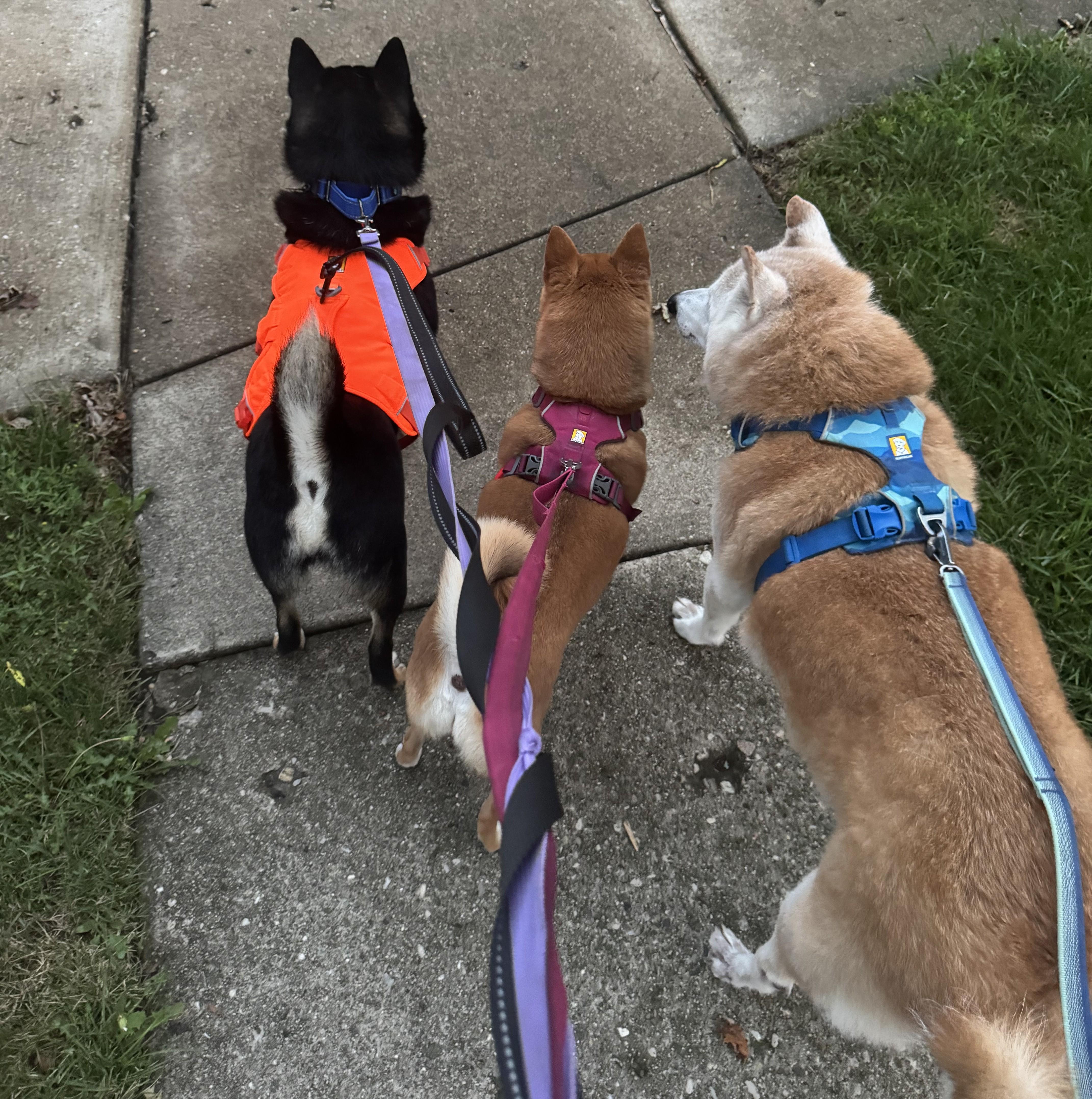 Enlarge Harley, a Adoptable Shiba Inu in Chicago, IL image 4/6