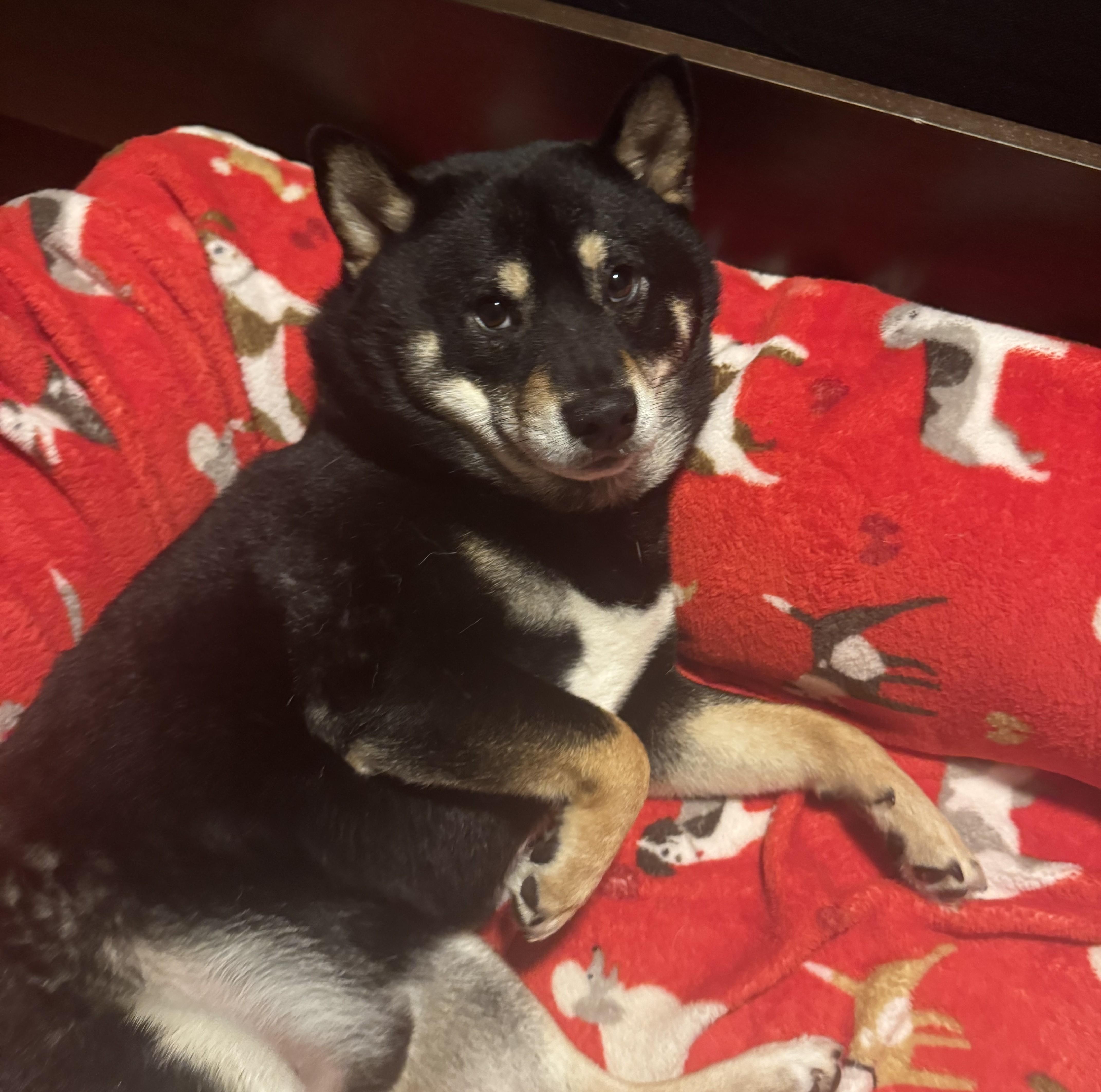 Enlarge Harley, a Adoptable Shiba Inu in Chicago, IL image 6/6