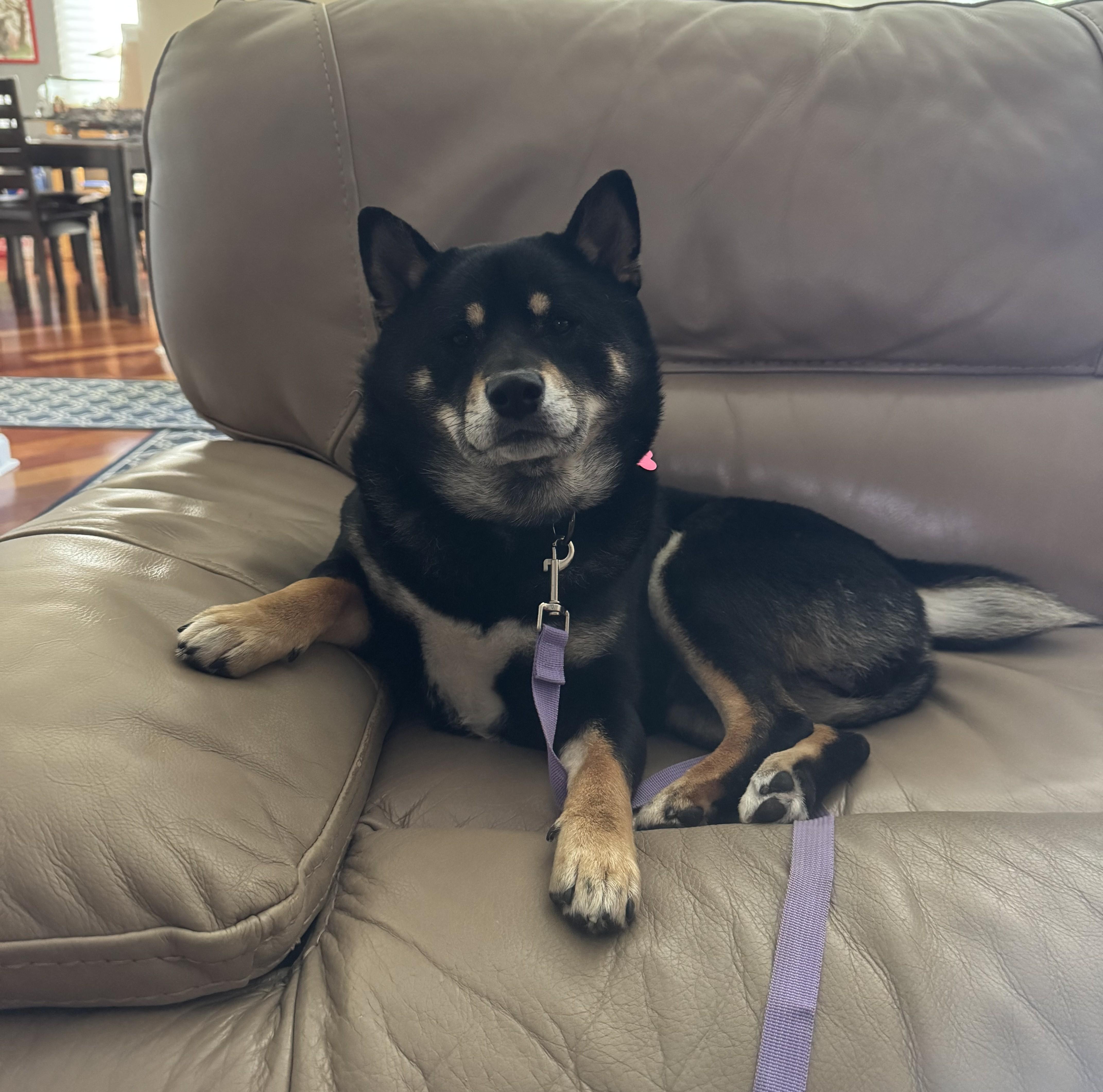Enlarge Harley, a Adoptable Shiba Inu in Chicago, IL image 3/6