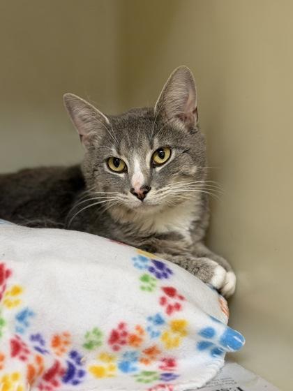 Grits, Adoptable, Adult Male Domestic Short Hair & Domestic Short Hair.