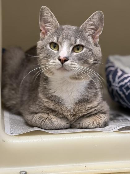 Grits, a Adoptable mixed breed in King William, VA image 2/2