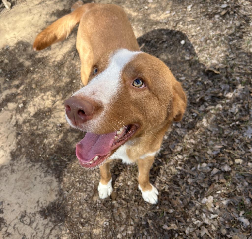 Cole, a Adoptable Labrador Retriever in Nacogdoches, TX image 1/4