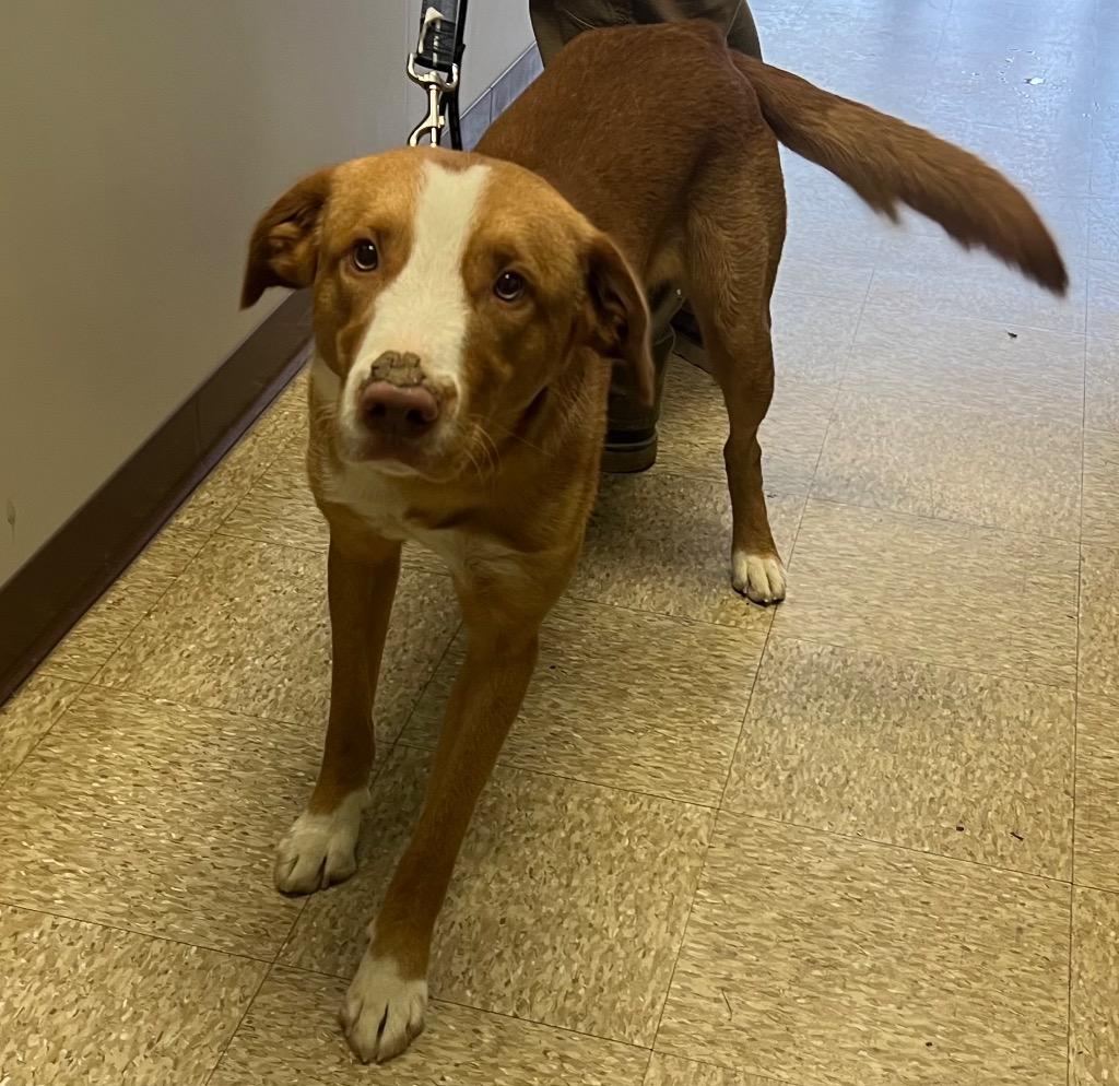 Cole, a Adoptable Labrador Retriever in Nacogdoches, TX image 2/4