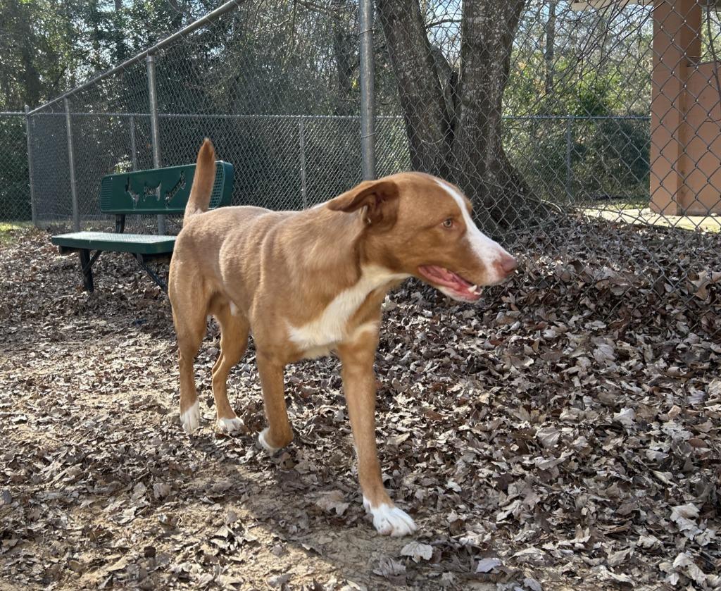 Cole, a Adoptable Labrador Retriever in Nacogdoches, TX image 3/4