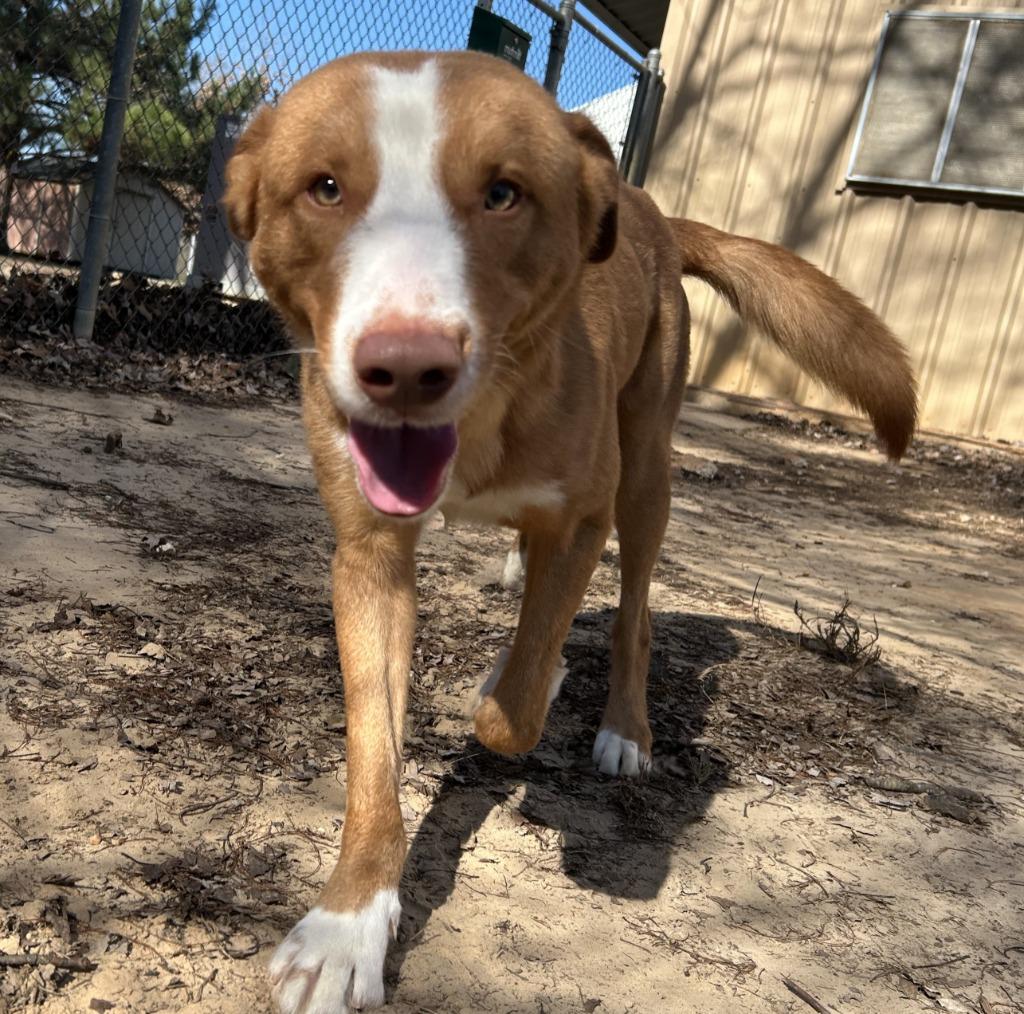Cole, a Adoptable Labrador Retriever in Nacogdoches, TX image 4/4