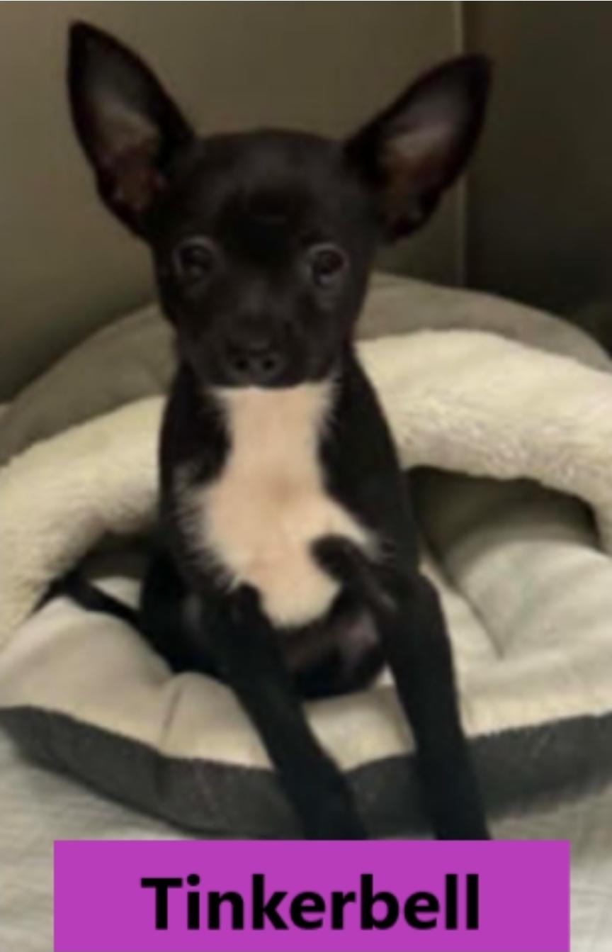 Tink, adopted, Puppy Female Chihuahua.