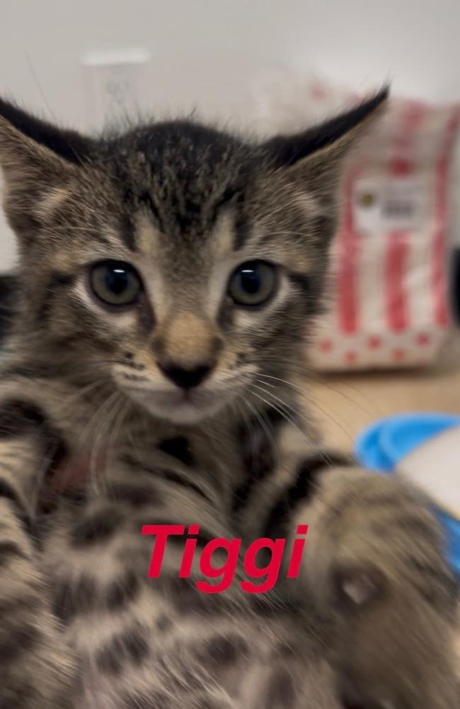 Tiggi, Adoptable, Kitten Male Tabby.