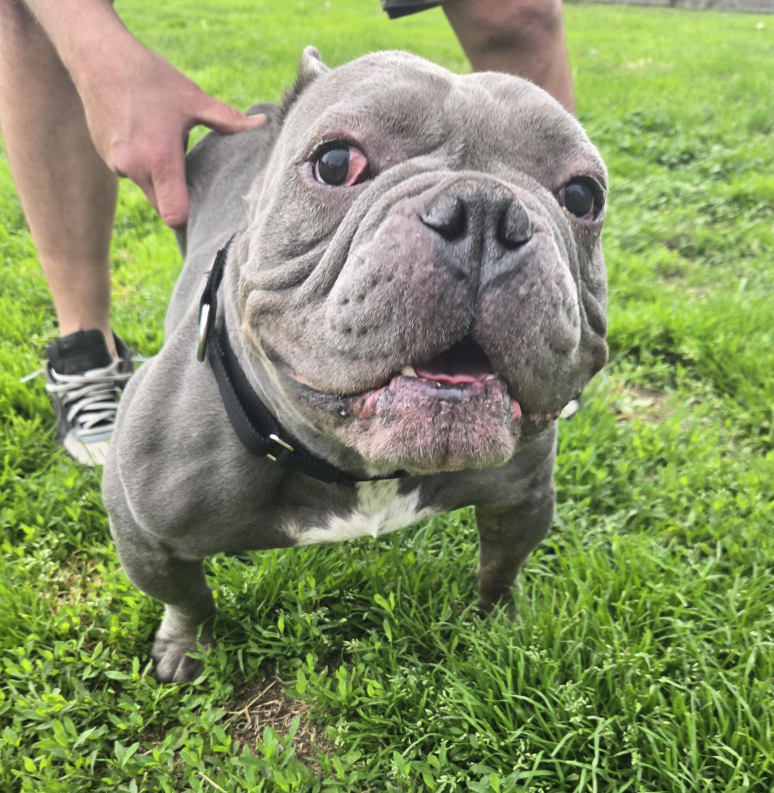 Enlarge Silver, a ADOPTABLE American Bully in Clay, NY image 1/5