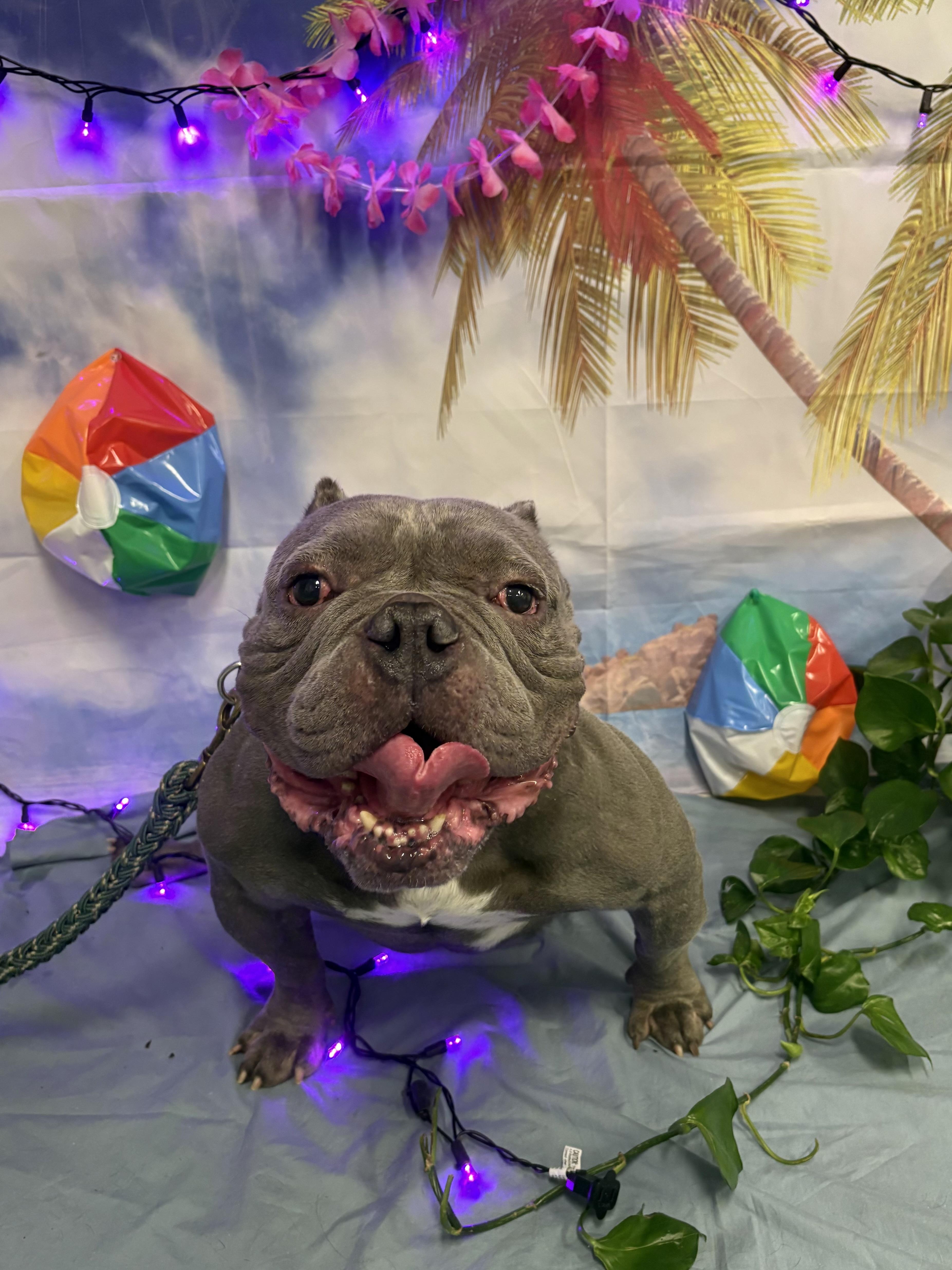 Enlarge Silver, a ADOPTABLE American Bully in Clay, NY image 3/5