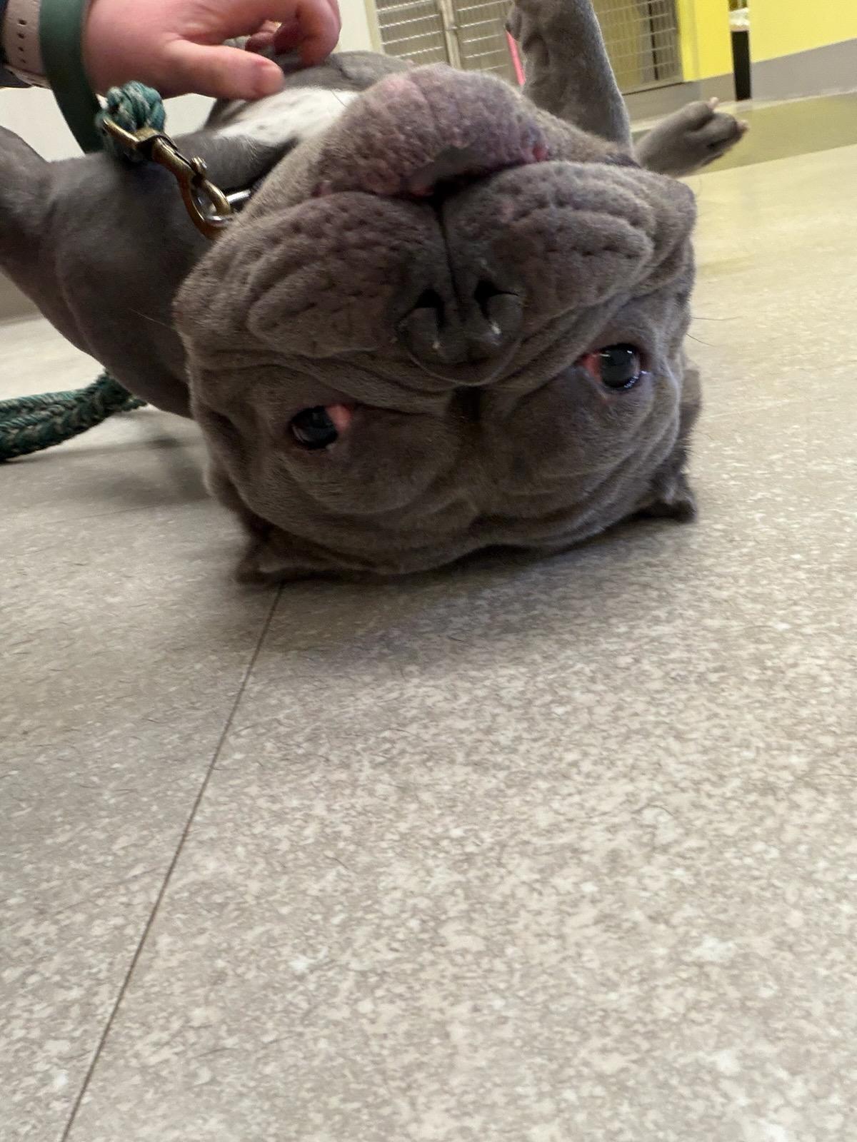 Enlarge Silver, a ADOPTABLE American Bully in Clay, NY image 4/5