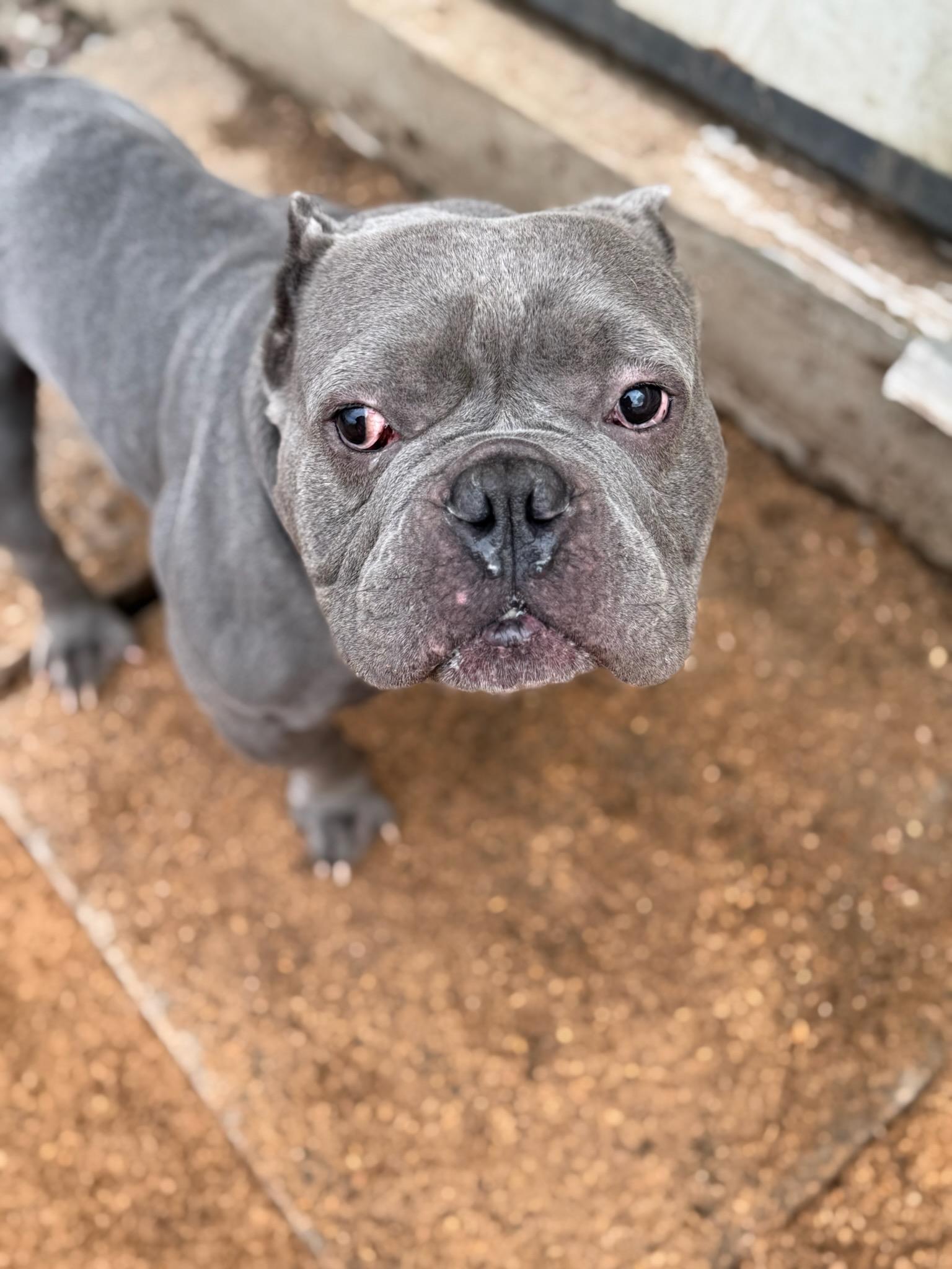 Enlarge Silver, a ADOPTABLE American Bully in Clay, NY image 5/5