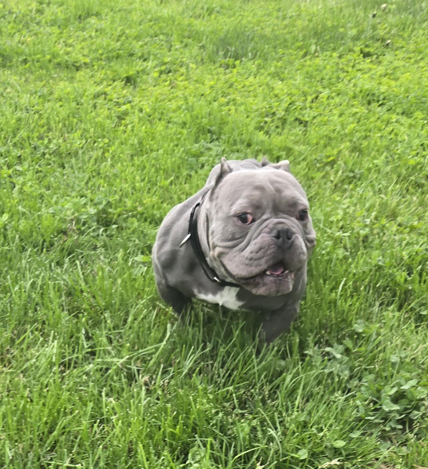 Enlarge Silver, a ADOPTABLE American Bully in Clay, NY image 2/5