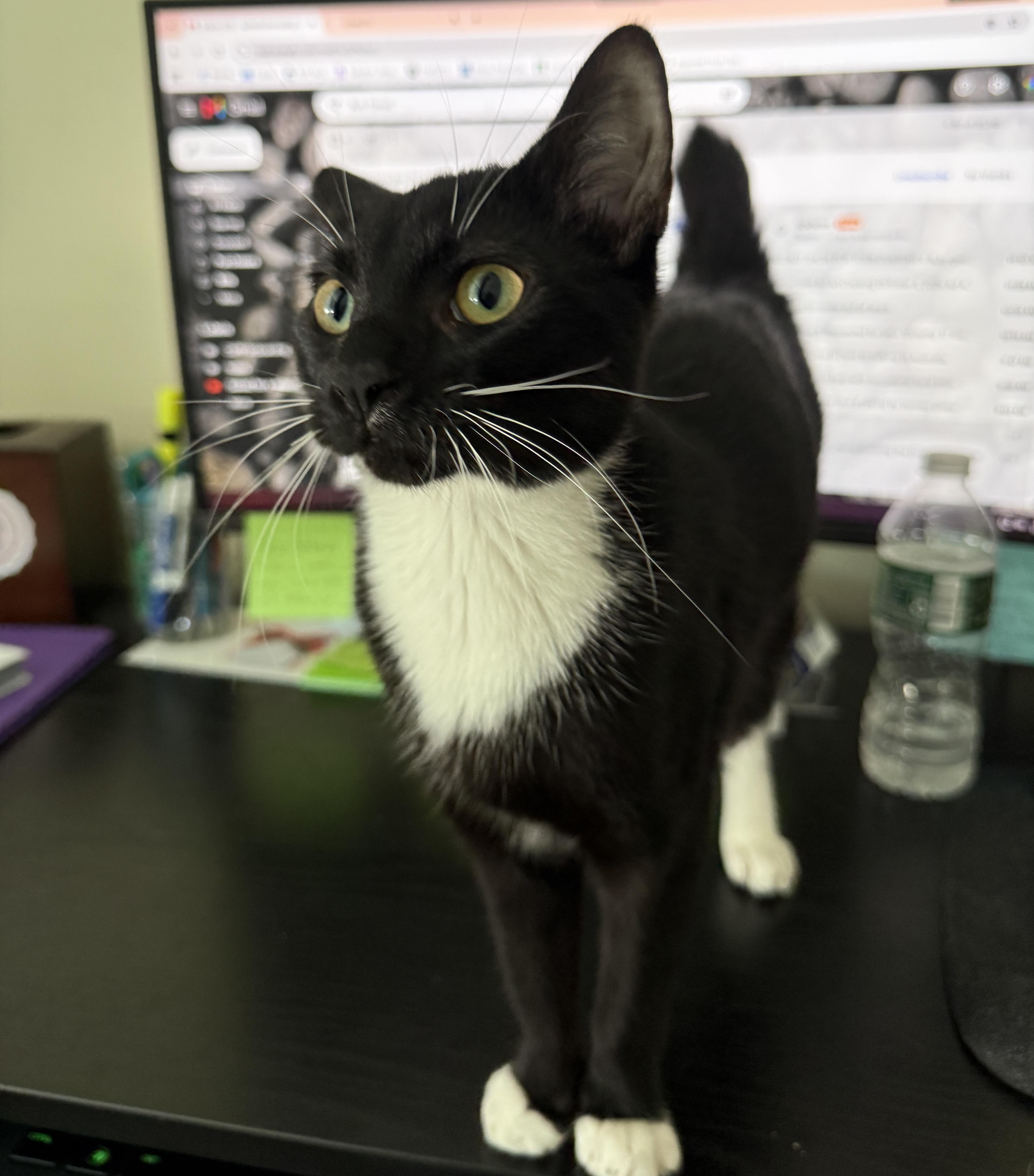 Enlarge Lynxie, a Adopted mixed breed in Schenectady, NY image 3/5