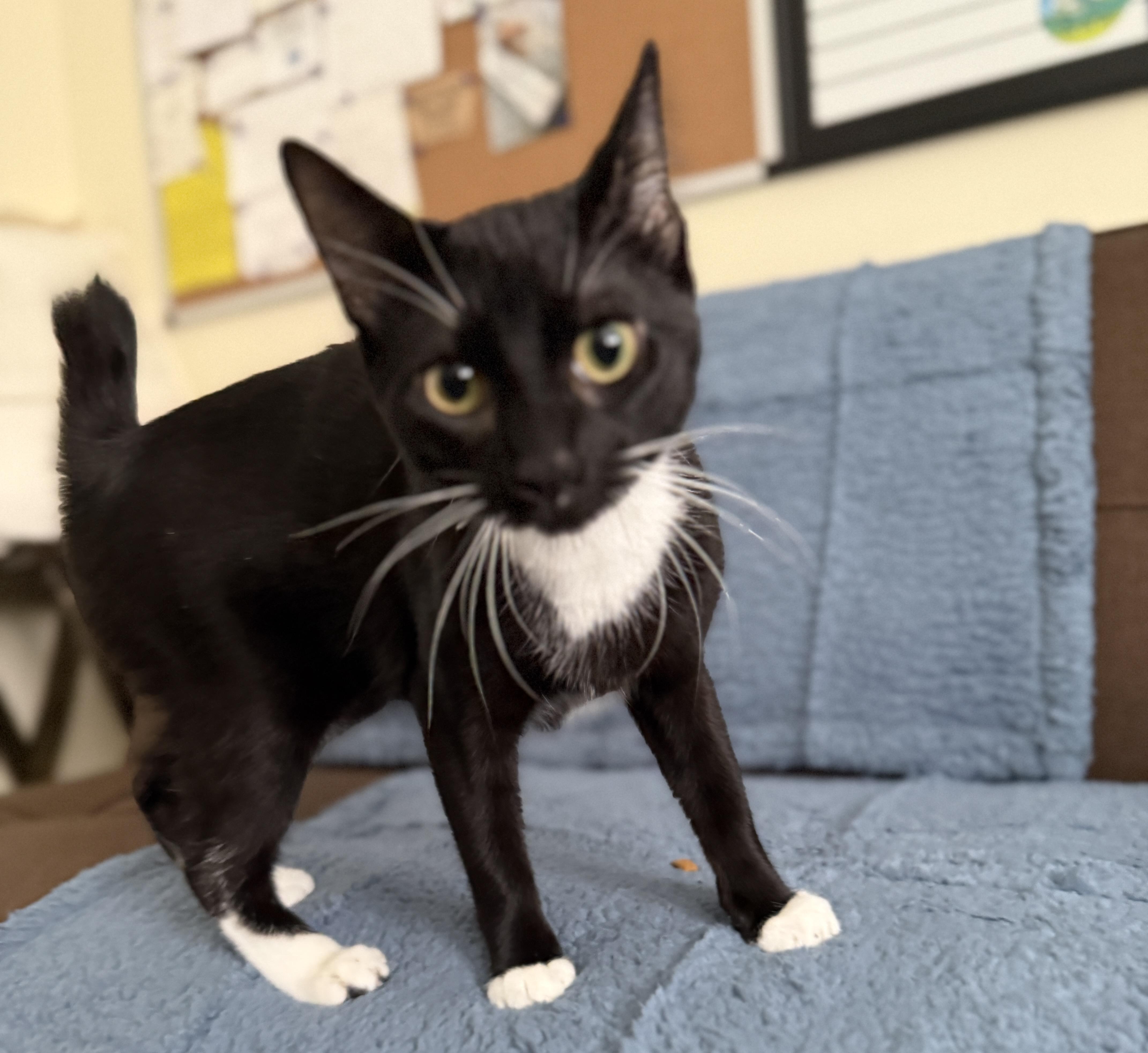 Enlarge Lynxie, a Adopted mixed breed in Schenectady, NY image 4/5